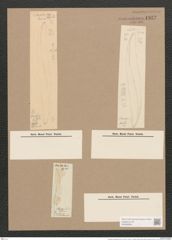Pleurosigma wansbeckii Donk. (de-Toni-Nr.: Genus 13, Species 1069) Zeichnungen Sammlung Grunow Nr. 1932 (NHMW-BOT-W0369064)